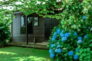 Quaint wooden cottage with vibrant blue hydrangeas in a lush garden setting.